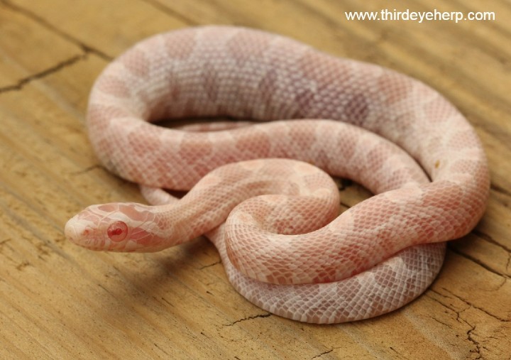 Snow Corn Snake